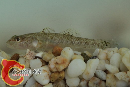 另一条颜色淡一点的，也是同一种吧