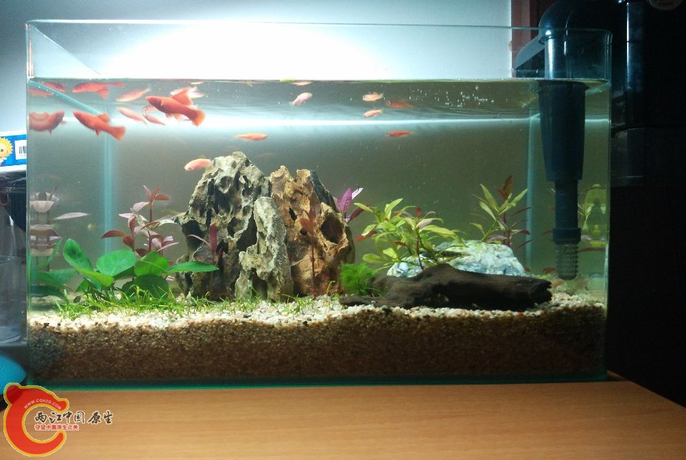 小缸全景L40*W25*H27