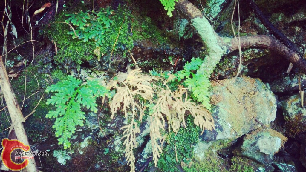 IMG20150611090435_副本.jpg