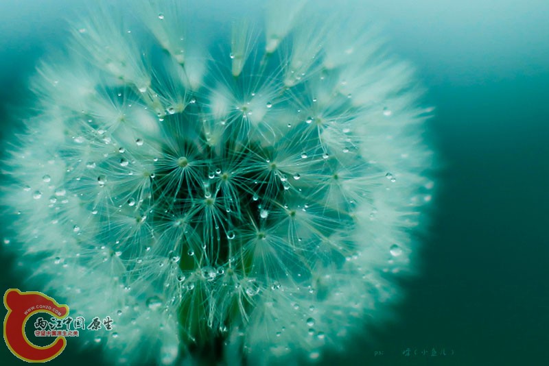 春花5.jpg
