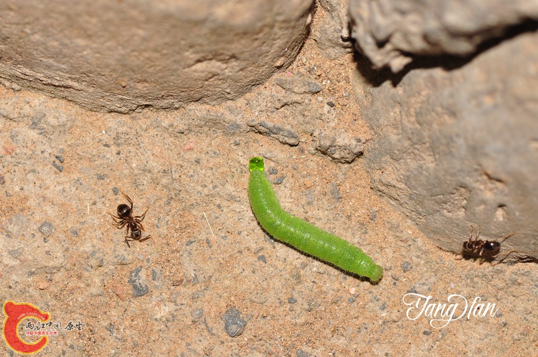 DSC_0097.jpg