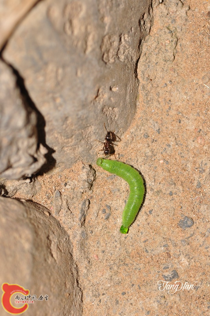 DSC_0098.jpg