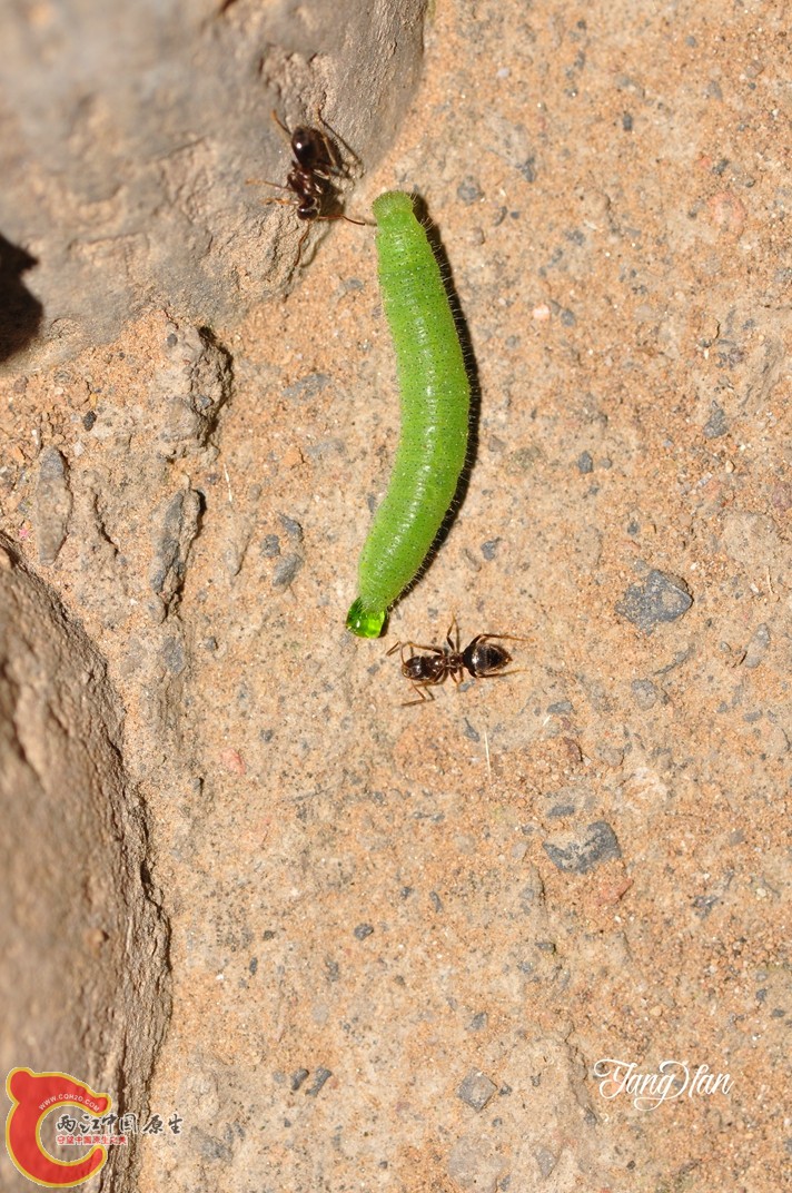 DSC_0100.jpg