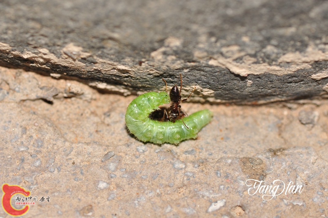DSC_0102.jpg