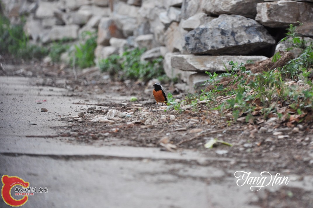 DSC_0145.jpg