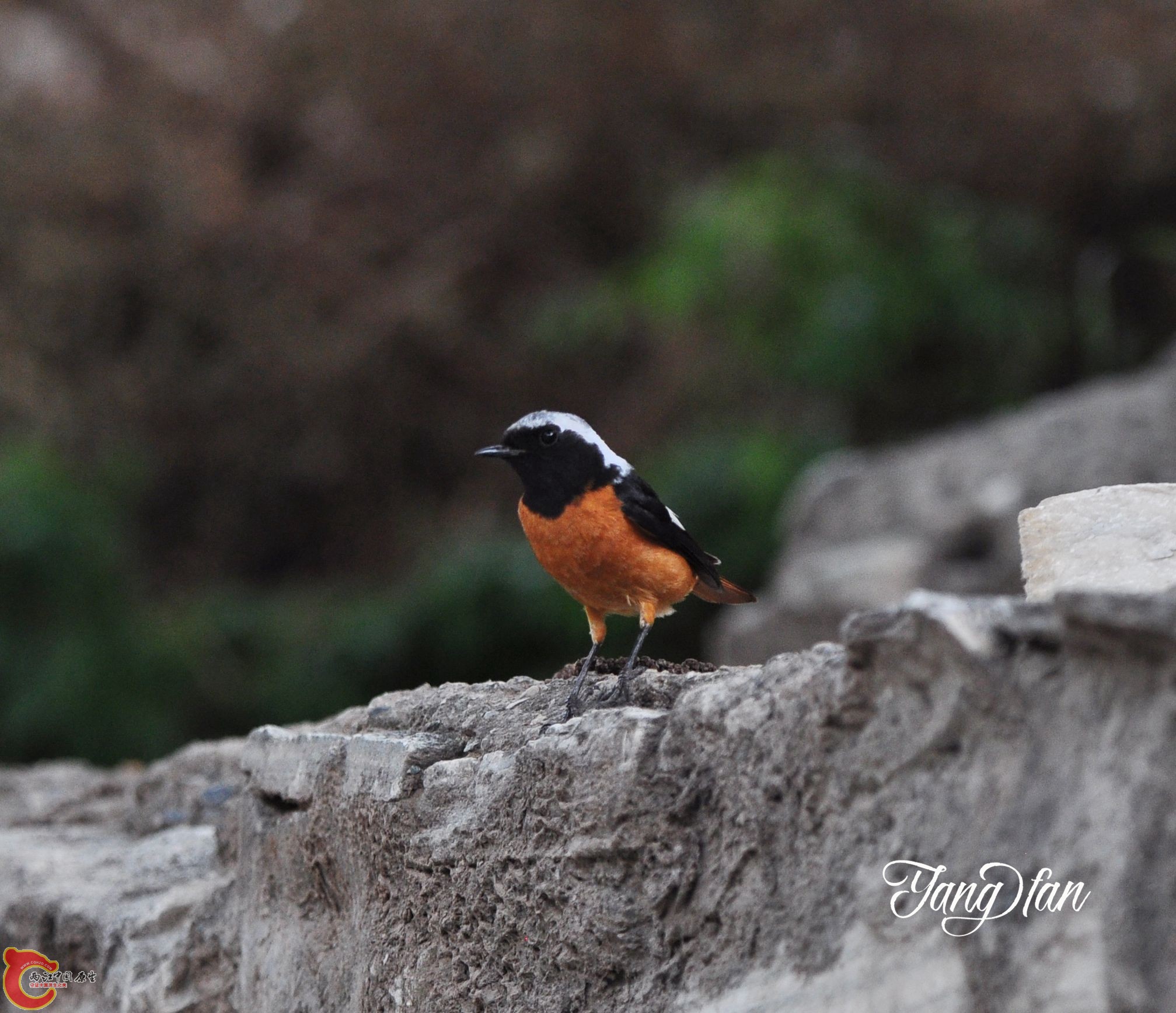 DSC_0149_副本.jpg