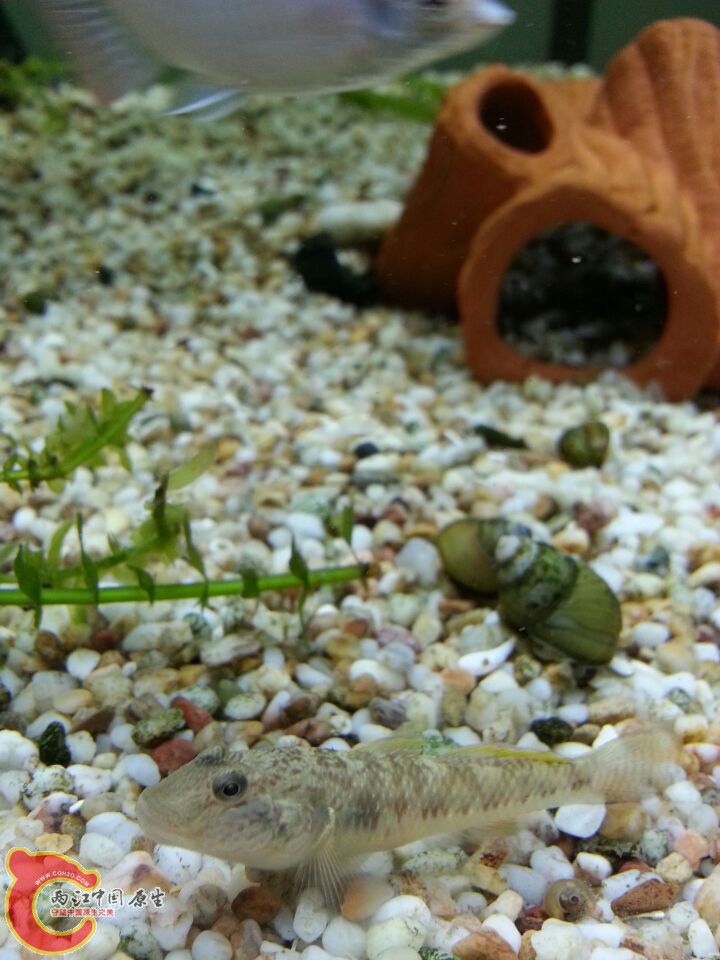 这是不是子陵虾虎啊