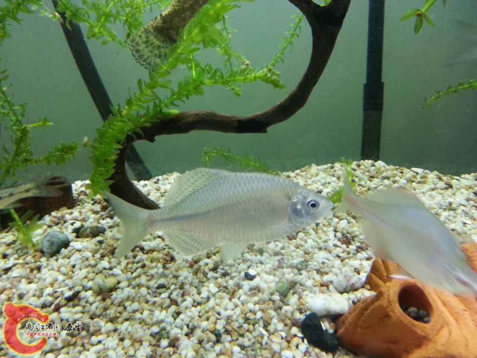 这是什么鳑鲏，求教