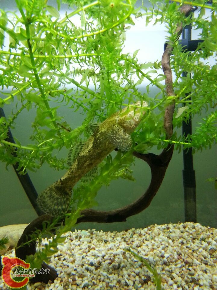 为啥俩只沙塘鳢从来都颜色不一样