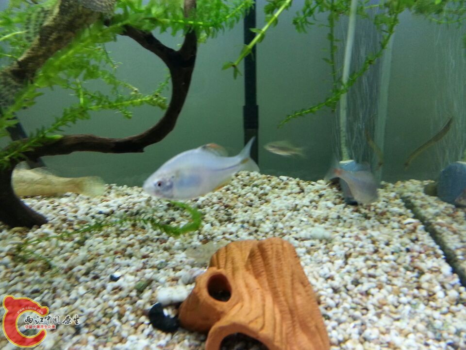 这又是啥品种啊