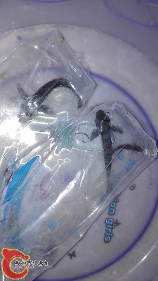 褐吻快递到了全活，非常高兴直接丢鱼缸过水