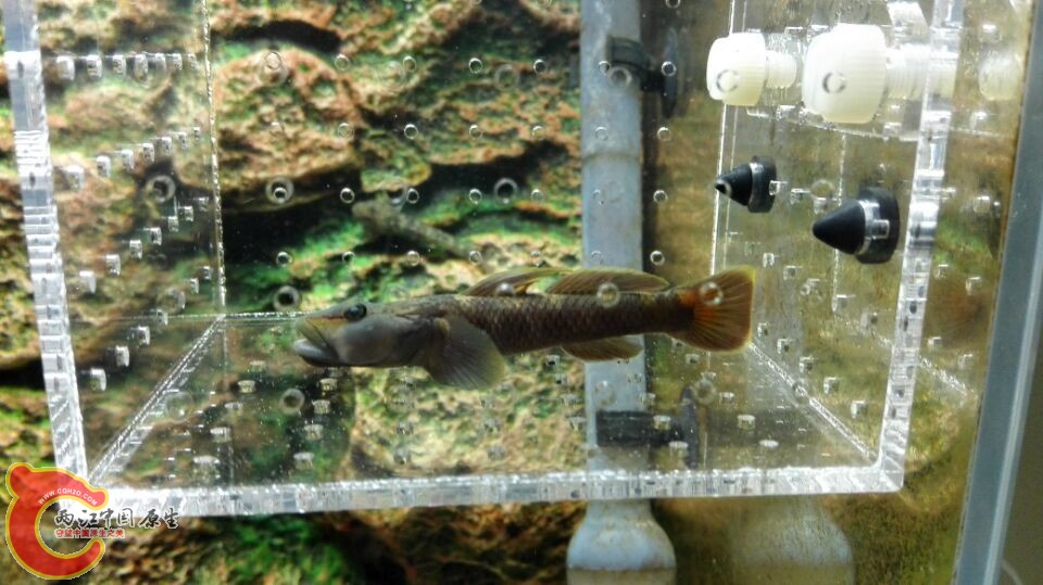 进缸隔离，怕打伤