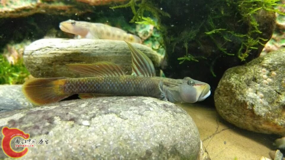 非常的霸气，这只过8公分接近9公分了