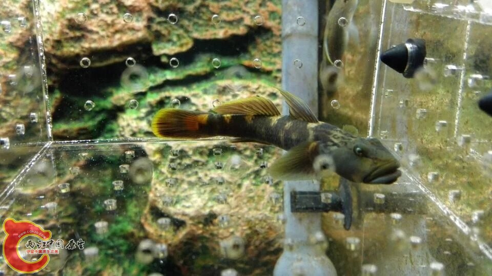 这只在盒子里可能惊到了，颜色变的好奇怪