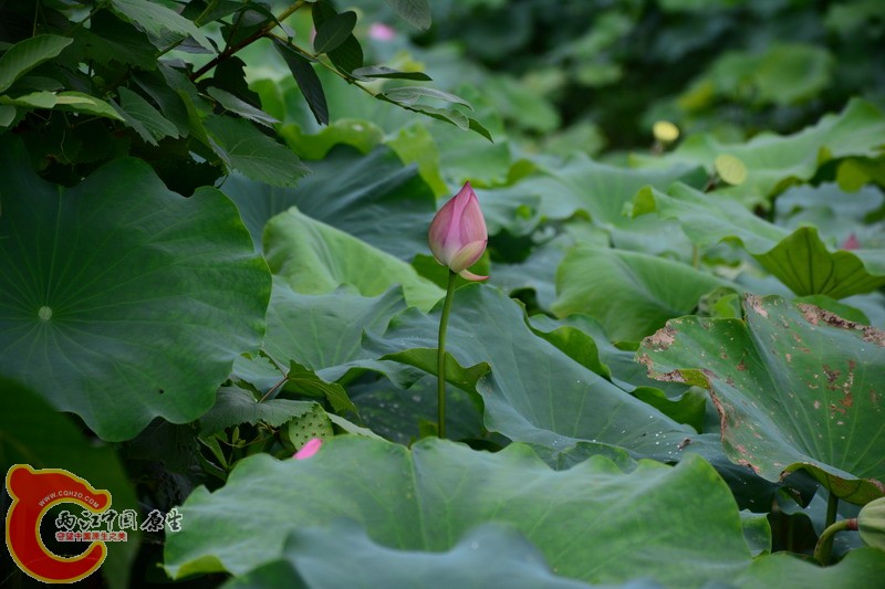 照片 446.jpg