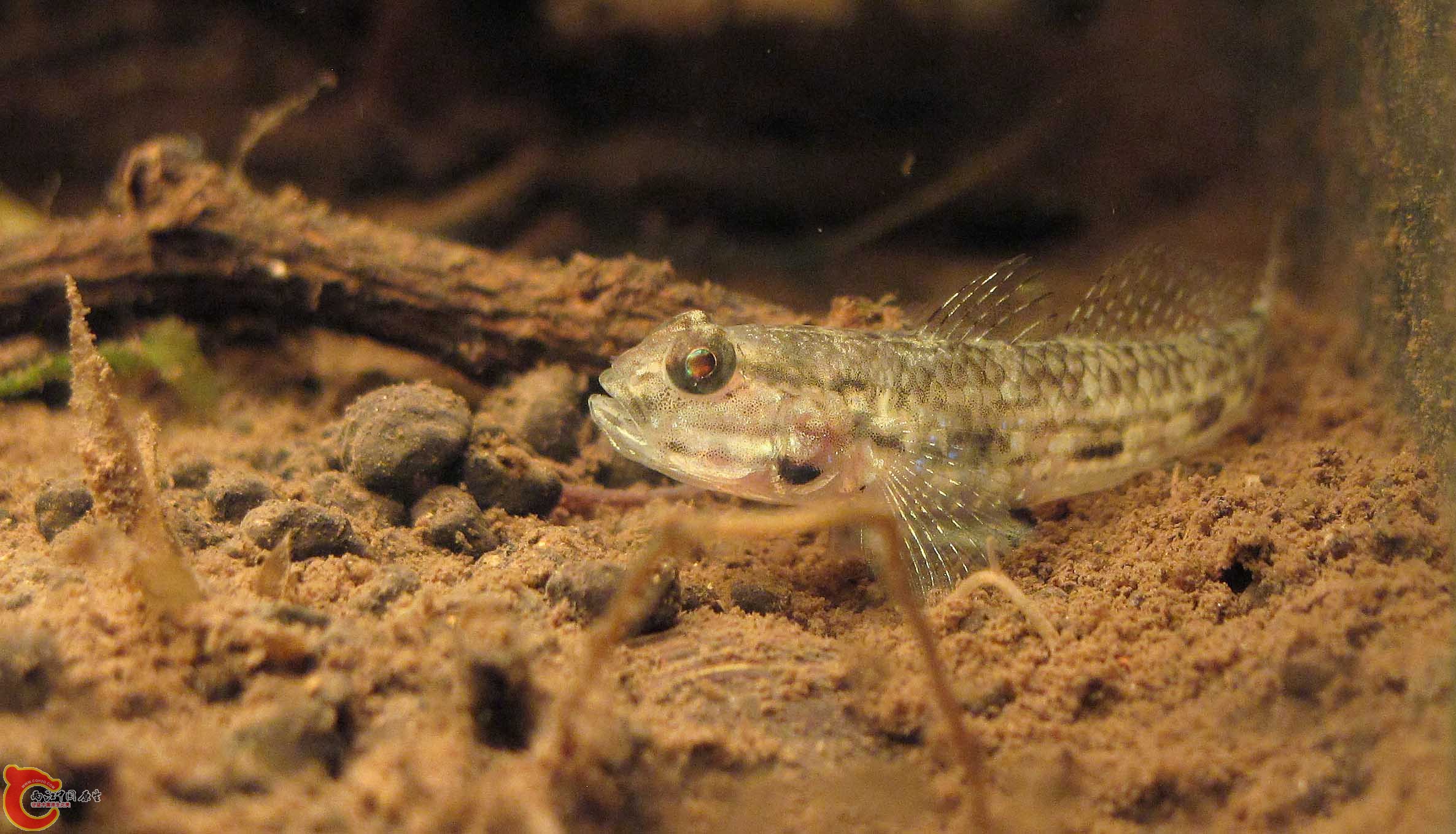 Amoya pflaumi