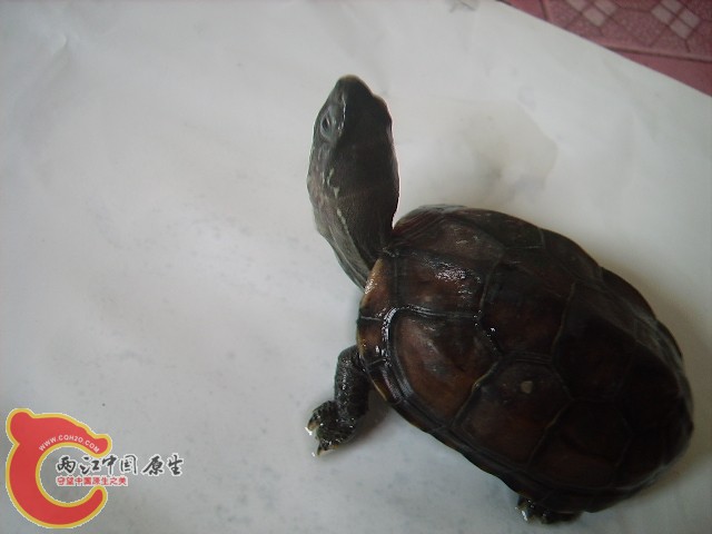 IMGP0824.JPG