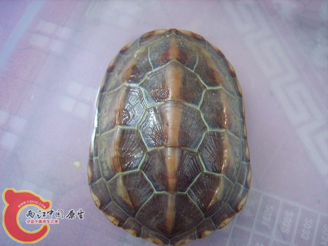 IMGP2249.JPG