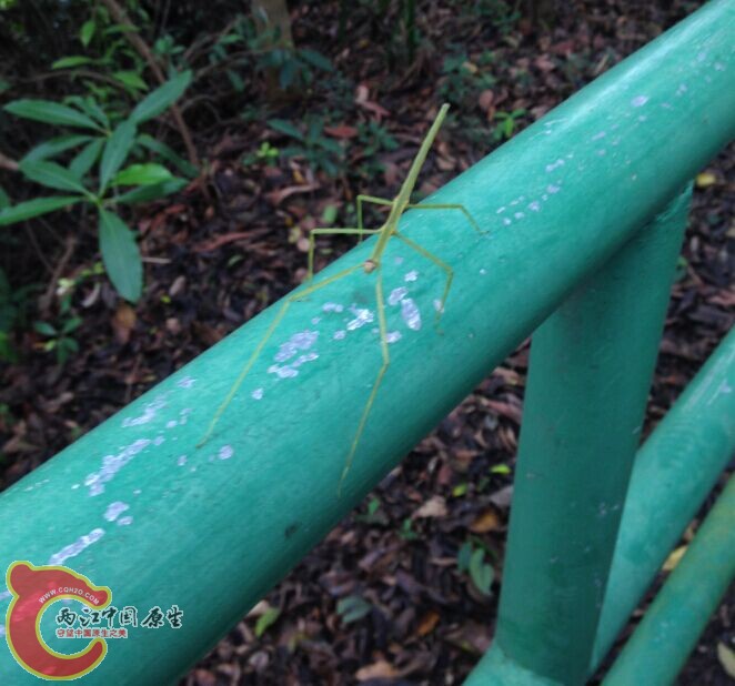 你看不到我，看不到我…………