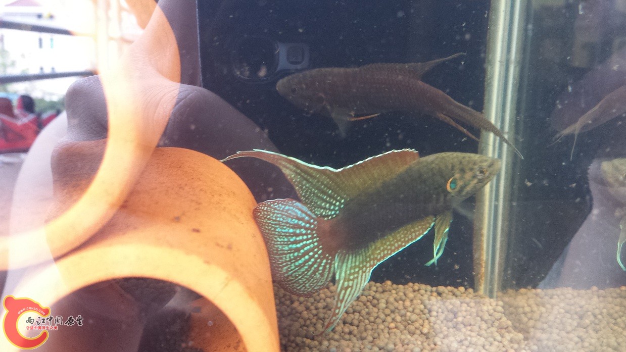 20150624_132946.jpg