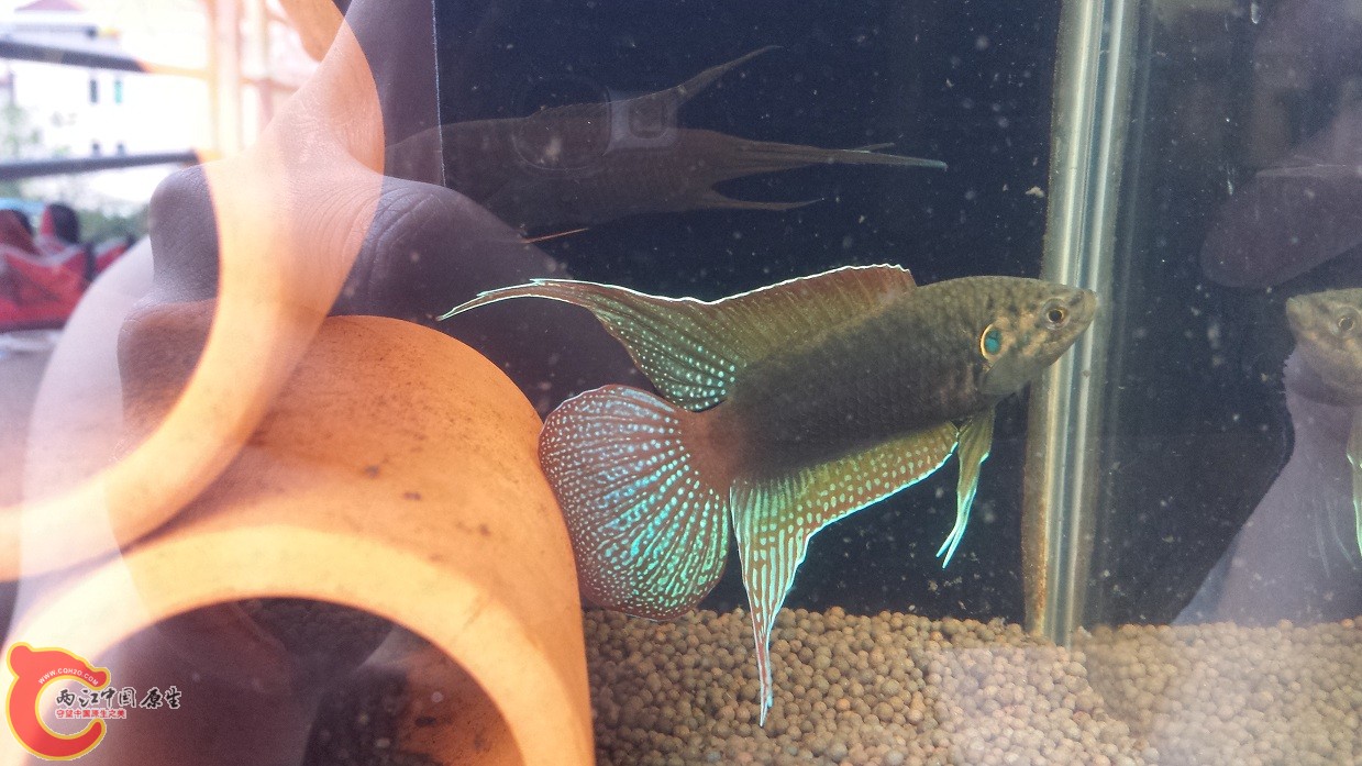 20150624_132947.jpg