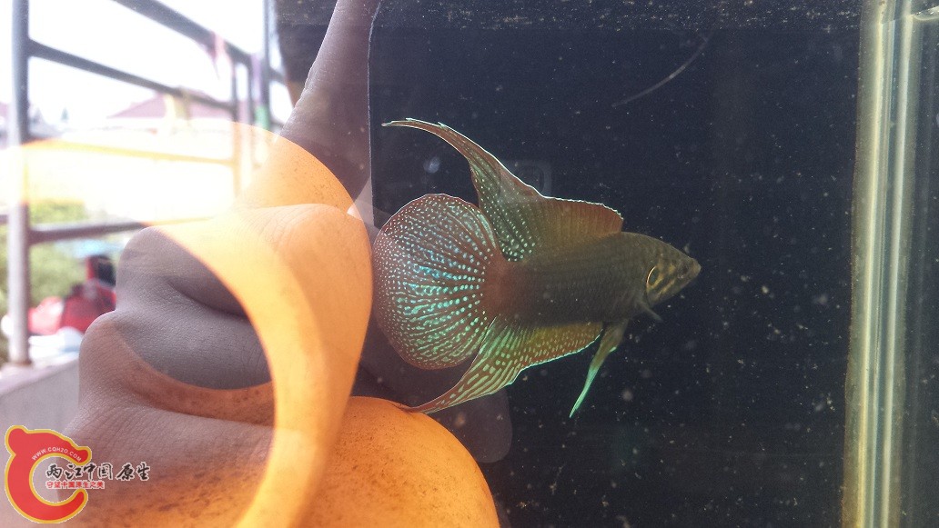 20150624_133143.jpg