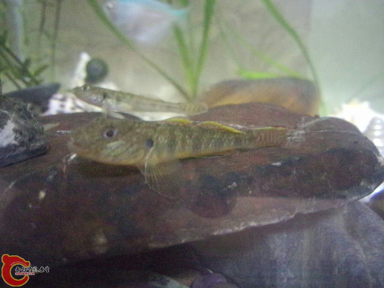 这是什么虾虎鱼？