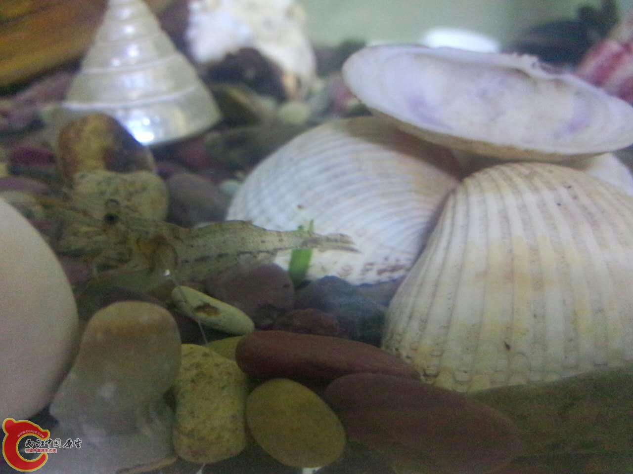 这是大眼虾吗？