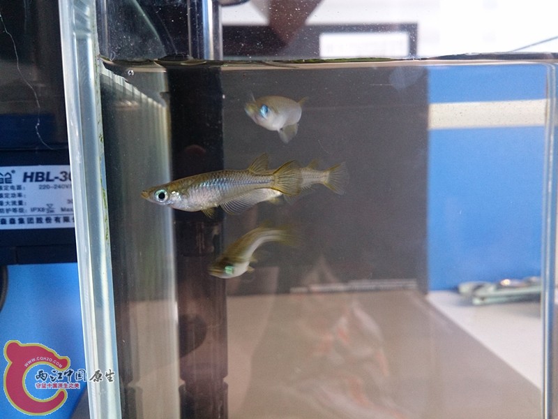 DSC_1556_副本.jpg