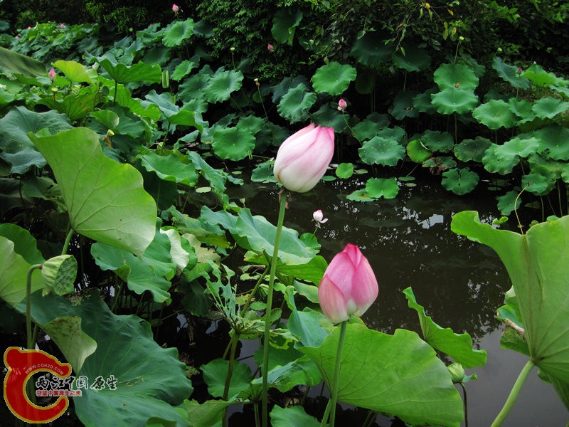 IMG_0007.jpg