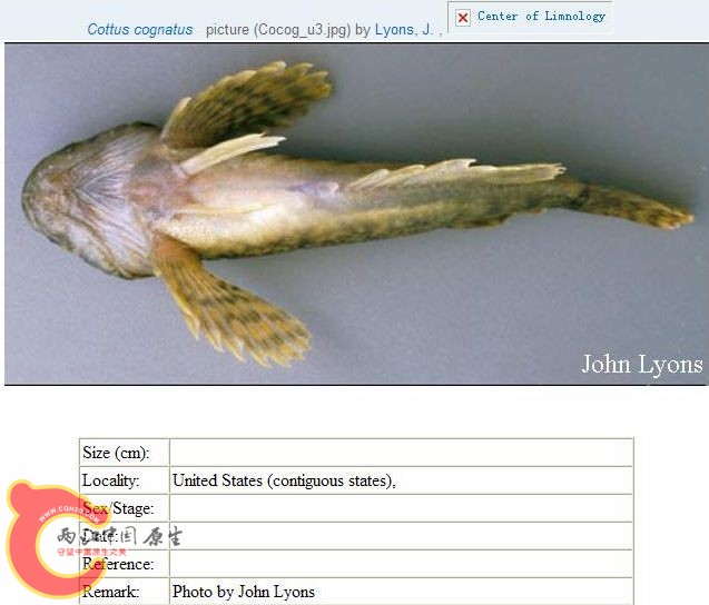 Cottus cognatus, Slimy sculpin粘杜父鱼  aquarium-美国康奈尔大学 (5).JPG