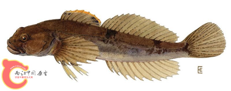Cottus cognatus, Slimy sculpin粘杜父鱼  aquarium-美国康奈尔大学 (8).jpg