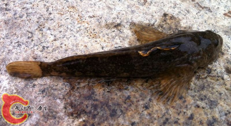 20140511-山老头鱼-黑龍江中杜父魚？-驿马河上游-庆阳镇娄山村 (2).jpg