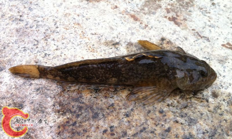 20140511-山老头鱼-黑龍江中杜父魚？-驿马河上游-庆阳镇娄山村 (3).jpg