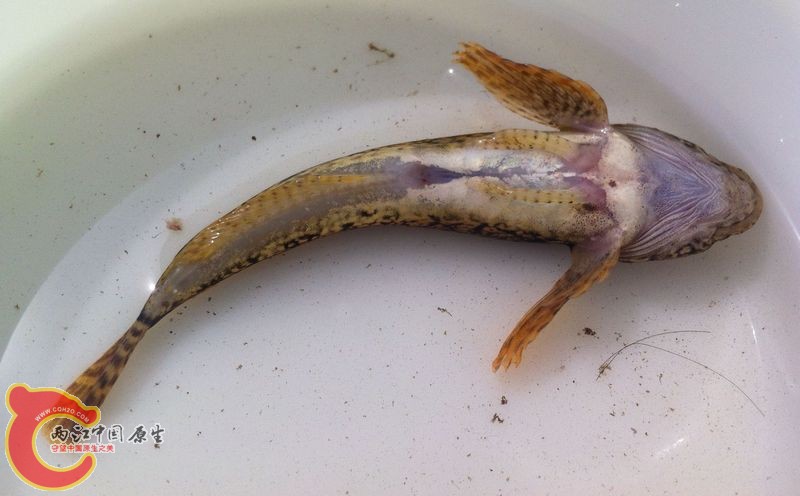 20140511-山老头鱼-黑龍江中杜父魚？-驿马河上游-庆阳镇娄山村 (7).jpg