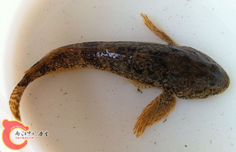 20140511-山老头鱼-黑龍江中杜父魚？-驿马河上游-庆阳镇娄山村 (13).jpg
