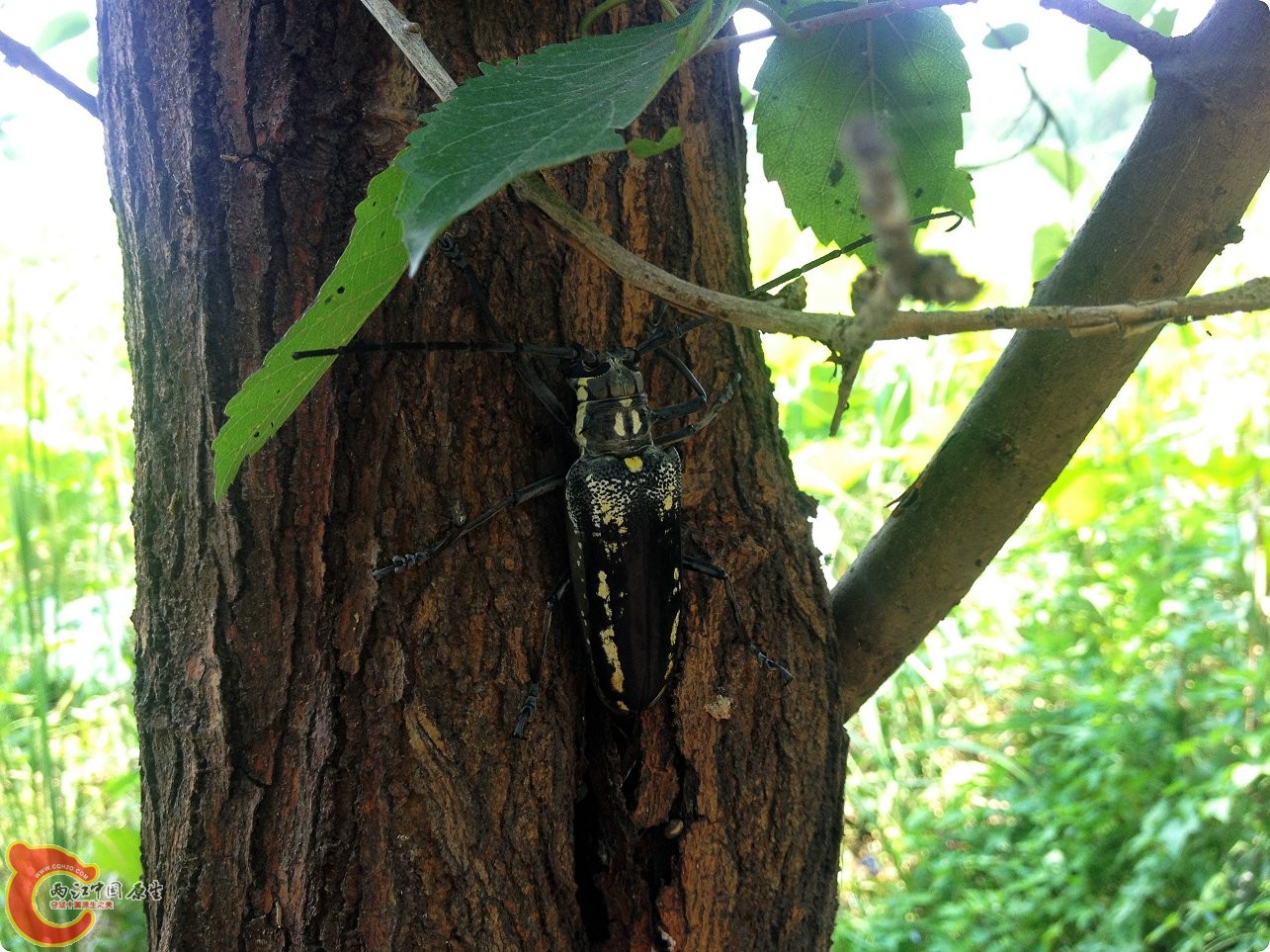 一种天牛 (1).jpg