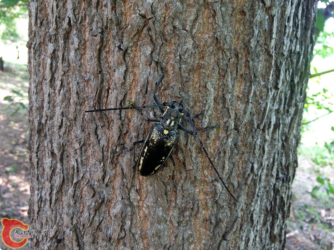 一种天牛 (4).jpg