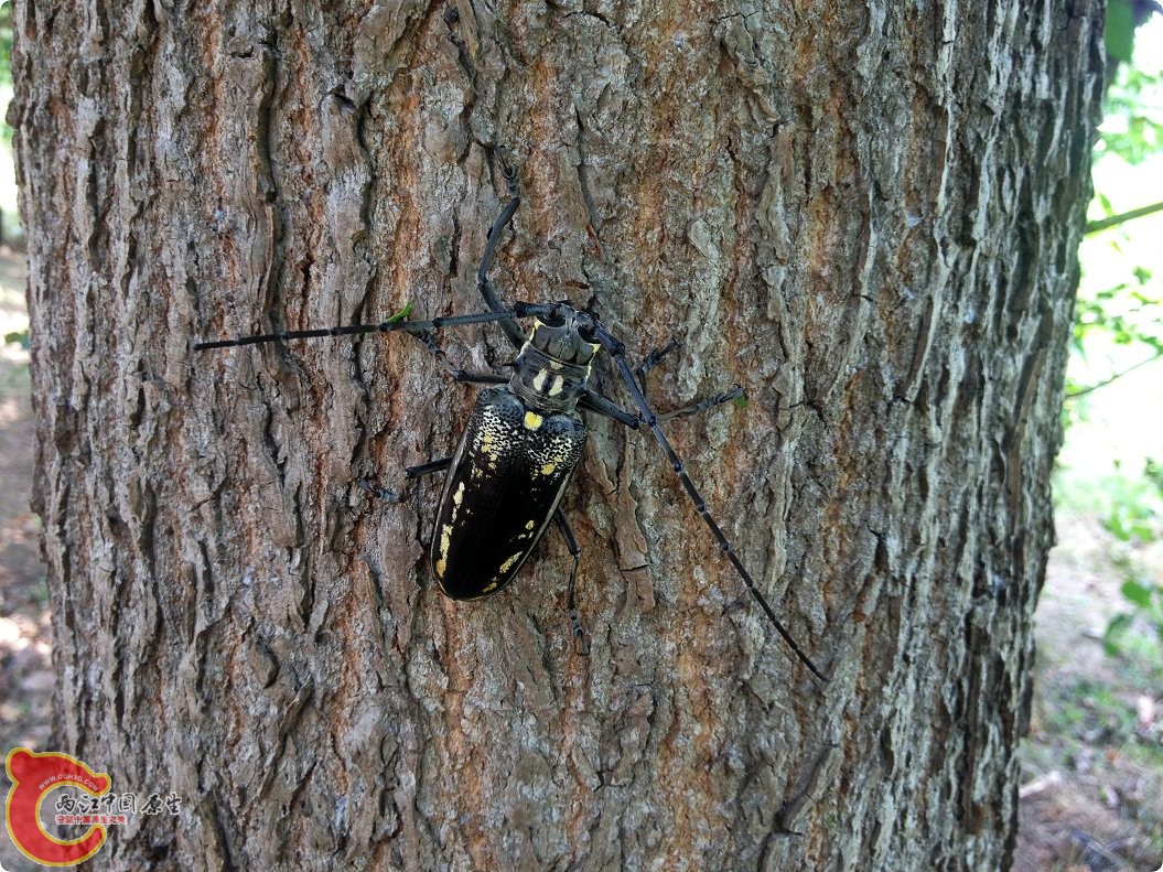 一种天牛 (5).jpg