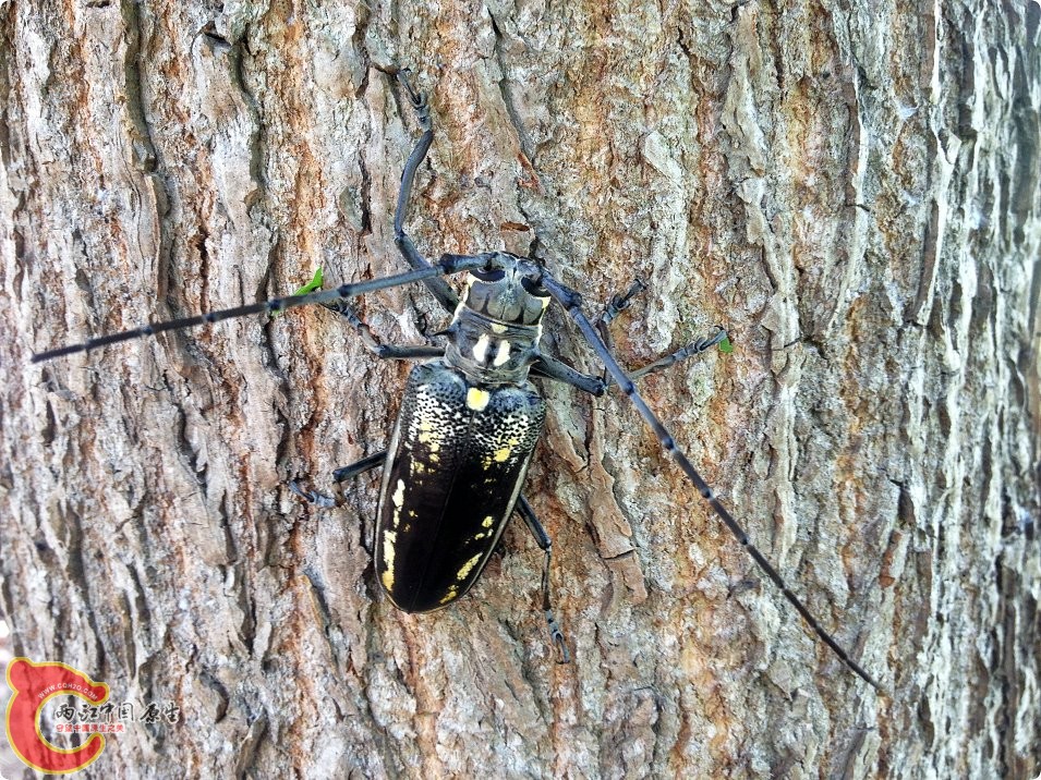 一种天牛 (6).jpg