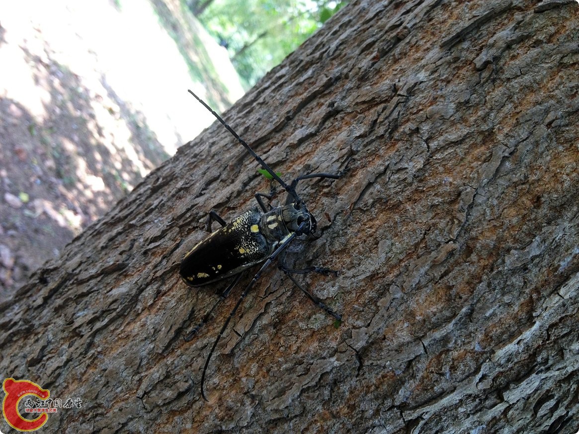 一种天牛 (8).jpg