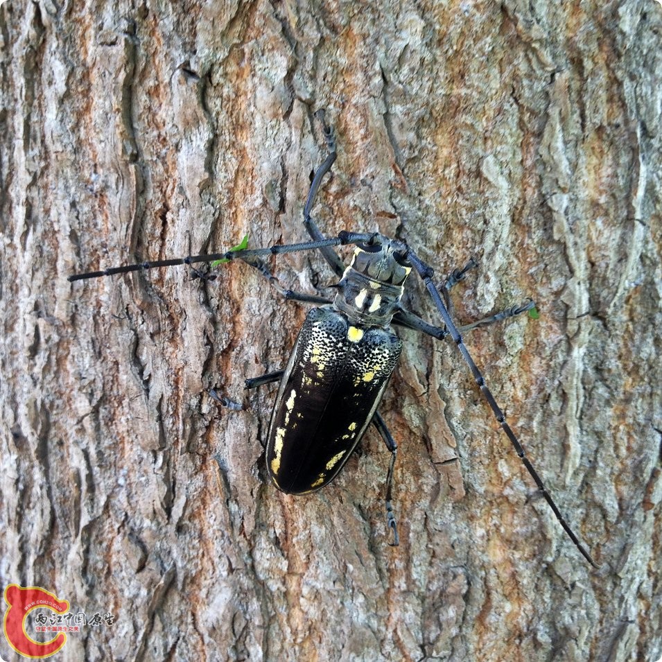 一种天牛 (9).jpg