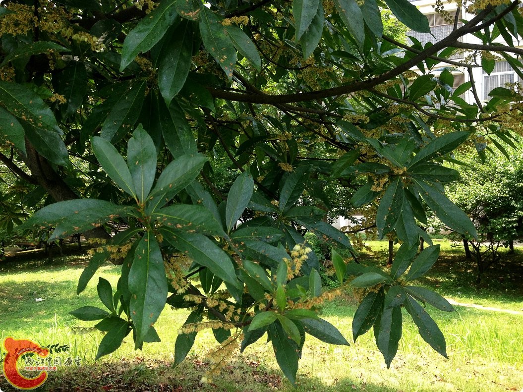 三伏天的江汉大学 (3).jpg