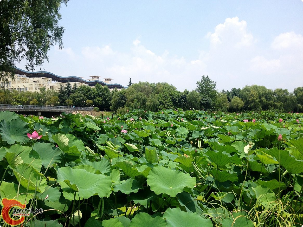 三伏天的江汉大学 (10).jpg