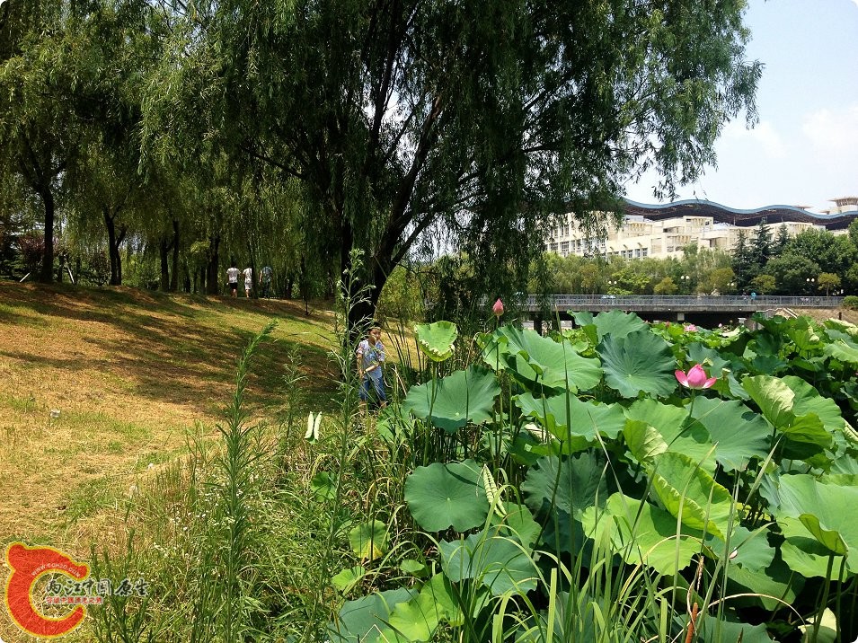 三伏天的江汉大学 (11).jpg