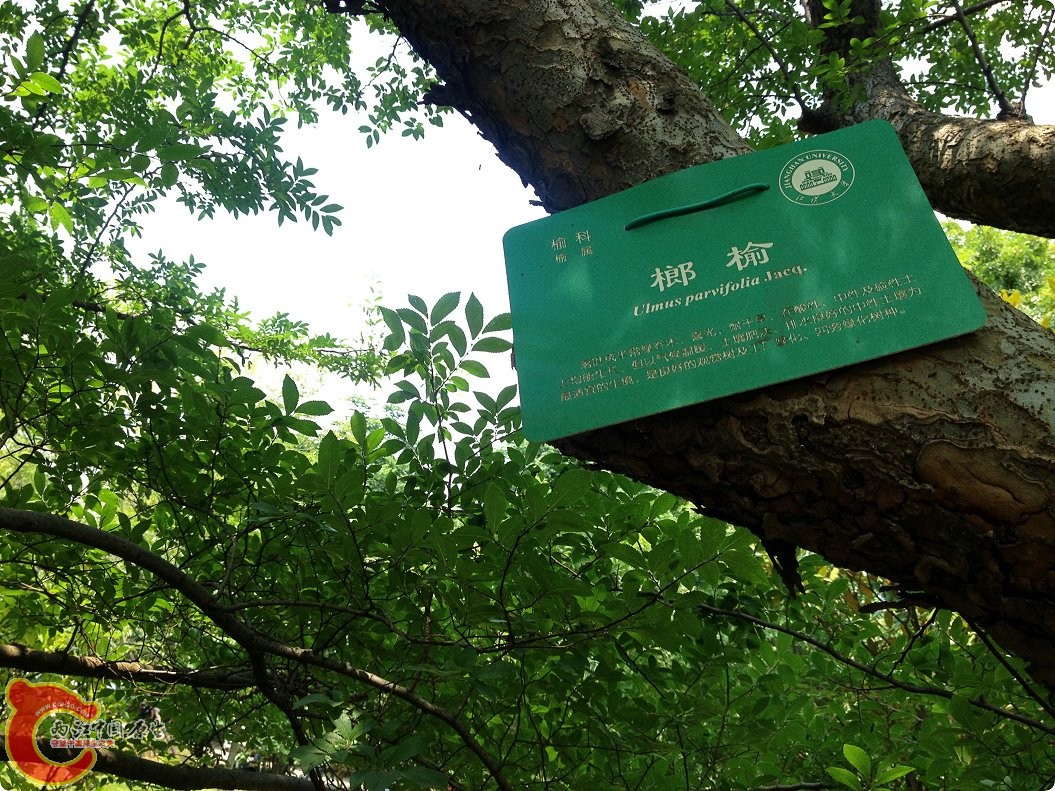 三伏天的江汉大学 (14).jpg