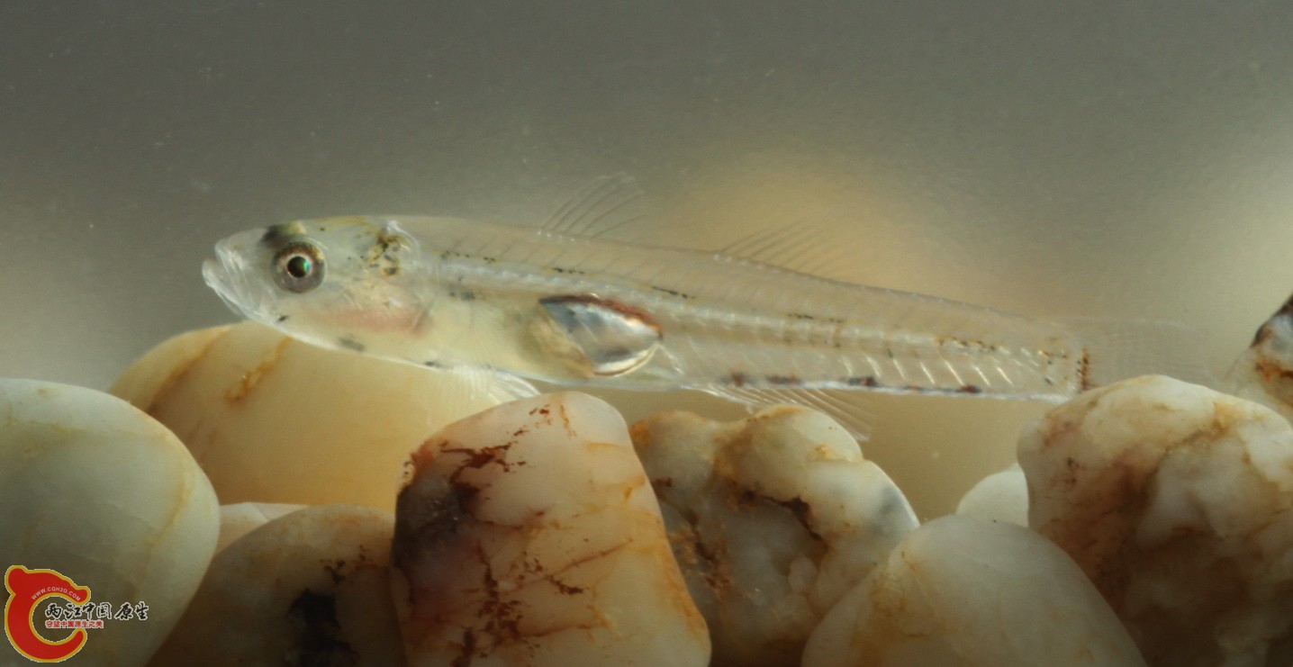 这是最小的，骨骼内脏还看得见