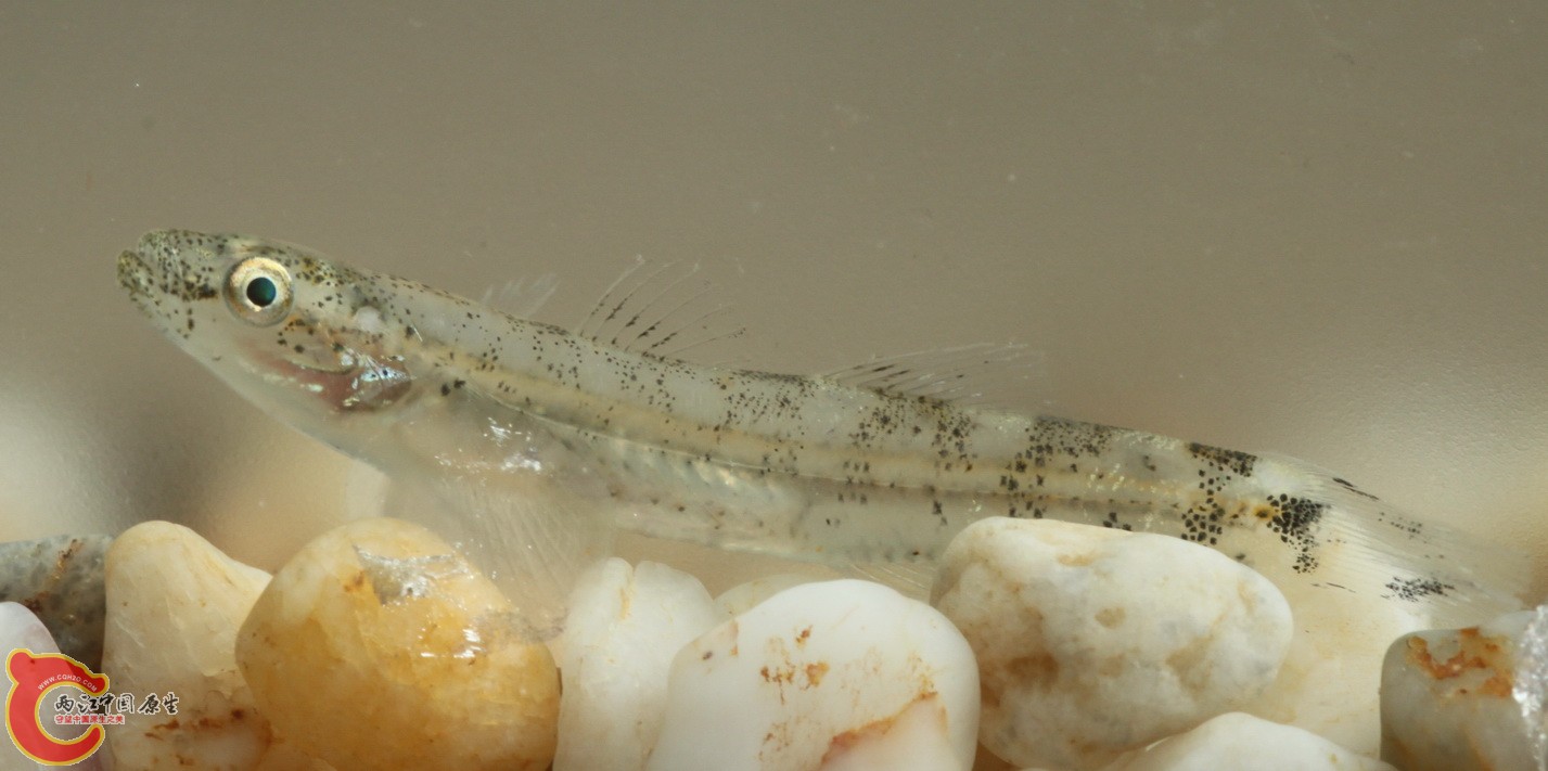 这是稍大一点的