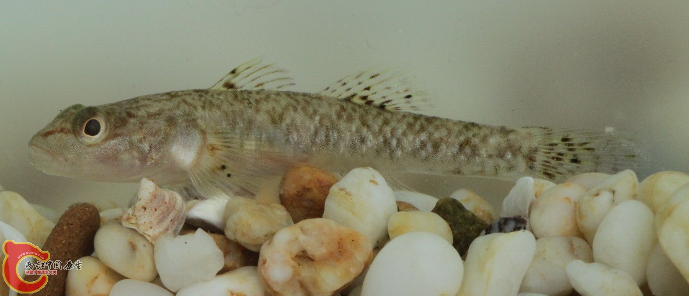 这是最大的，谁能辨认哪种虾虎吗