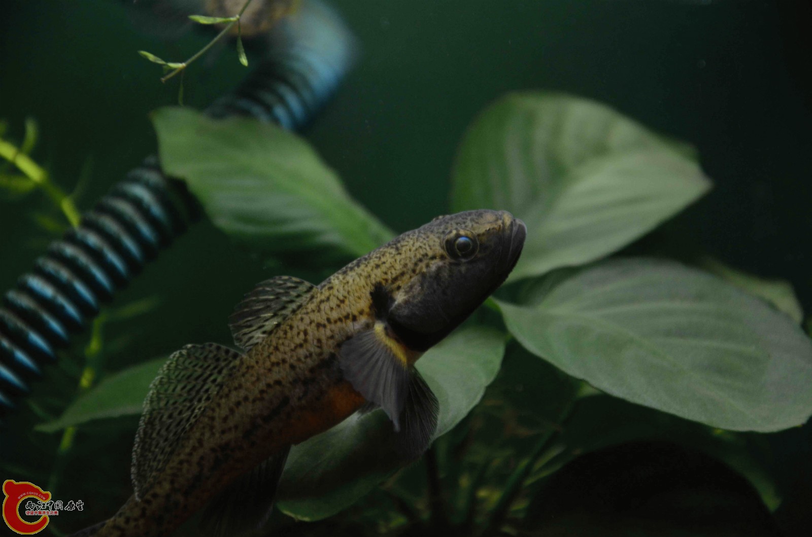 Sineleotris chalmersi x3.jpg